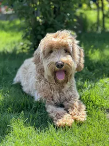 Goldendoodle Lexie zoekt zijn familie - afbeelding 6