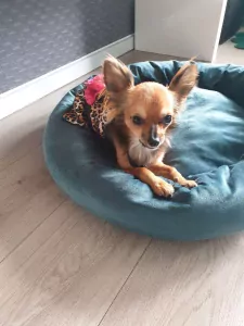 Chihuahua teefje 4 jaar - afbeelding 3