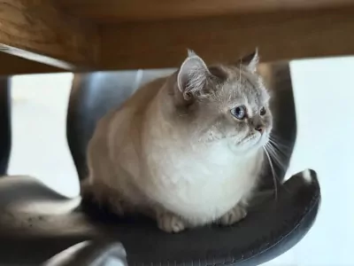 Brits Korthaar te koop verkopen Den Haag Nederland - 5177