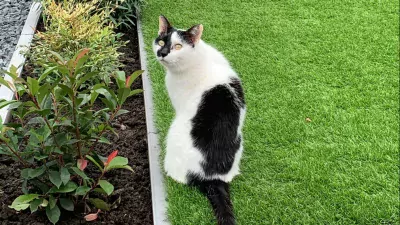 Kater Vlek (8 jaar) - afbeelding 3