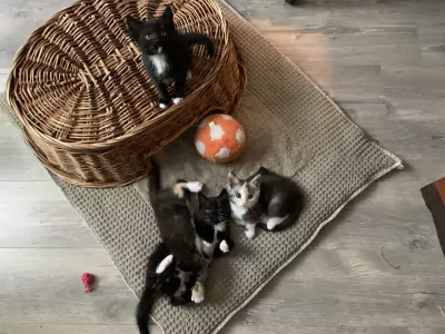 Kittens - afbeelding 4