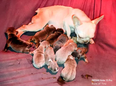 Franse Bulldog te koop verkopen Oudenburg Belgie - 5274