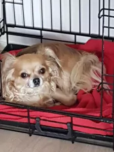 2 chihuahua hondjes moeder en dochter - afbeelding 2