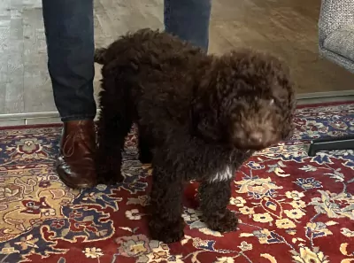 Labradoodle pup te koop - afbeelding 5