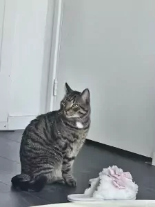 Europese Korthaar te koop verkopen Haarlem Nederland - 5071