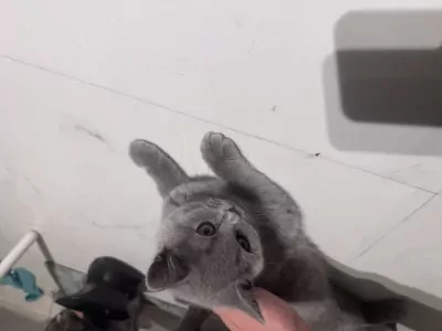 Lieve Brits korthaar - afbeelding 3