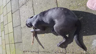 Onze mack zoekt een gouden mandje - afbeelding 5