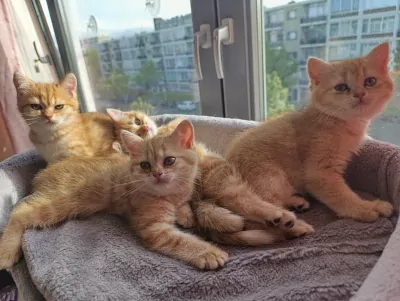 Black golden shaded Brits korthaar kittens - afbeelding 6