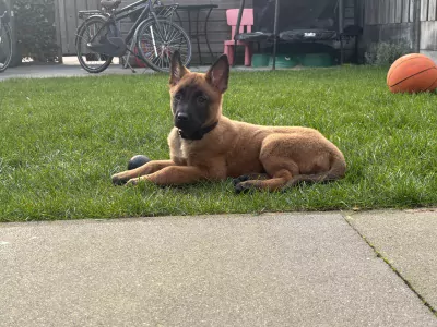 Prachtig mechelse herder - afbeelding 7