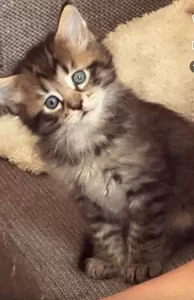 Maincoon kittens - afbeelding 2