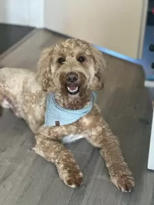 Goldendoodle Lexie zoekt zijn familie - afbeelding 2