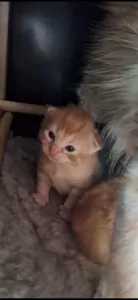 teef nestjes