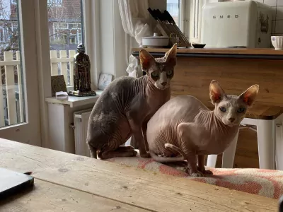 Sphynx te koop verkopen Haarlem Nederland - 5258