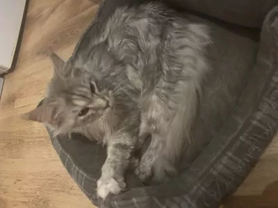 Maine Coon te koop verkopen Boxmeer Nederland - 5298
