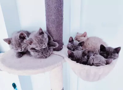 Brits korthaar kittens - afbeelding 2