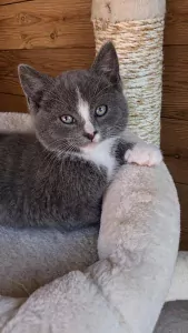 Ragdoll te koop verkopen Westbeemster Nederland - 5637