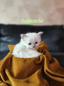 teef nestjes