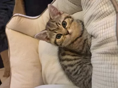 Britse korthaar kitten - afbeelding 3
