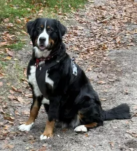 Berner Sennenhond te koop verkopen Driebergen-Rijsenburg Nederland - 5116