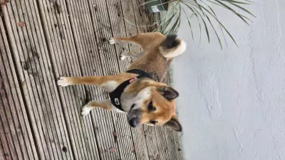 Shiba inu zoekt een nieuwe baasje - afbeelding 3