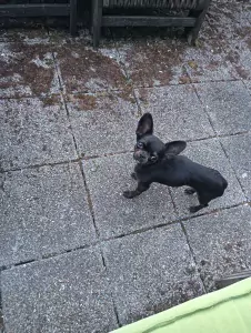 Chihuahua te koop verkopen Schoorl Nederland - 4832