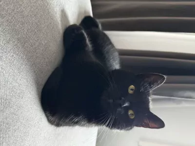 Lieve kater zoekt nieuw thuis - afbeelding 4