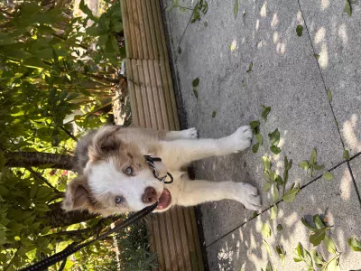 Border  Collie te koop verkopen Nederland Nederland - 5635