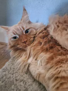 2 Maine Coon katten (broer & zus) – super lief + attributen - afbeelding 2