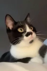 Brits Korthaar te koop verkopen Schiedam Nederland - 5141