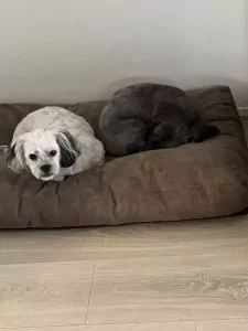 Maltezer te koop verkopen Noordwolde Nederland - 5190