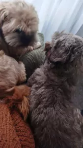 Shih Tzu te koop verkopen Enschede Nederland - 5117