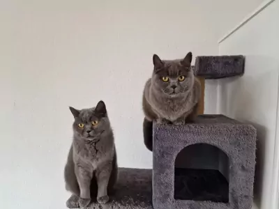 Twee lieve Britse Kortharen zoeken een nieuw thuis - afbeelding 2