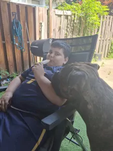 Bull mastiff buddy - afbeelding 4