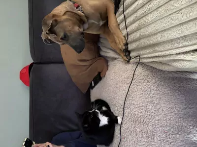 Koda zoekt een liefdevol  thuis! - afbeelding 6