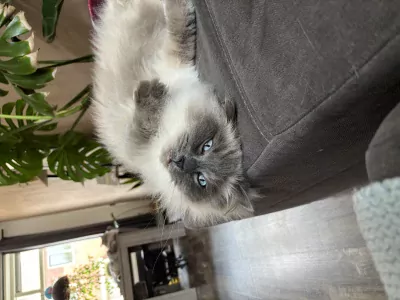 Maine Coon te koop verkopen Enschede Nederland - 4960