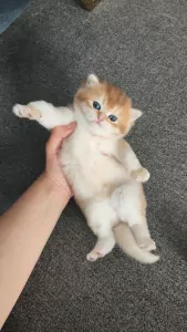 Britse korthaar kitten - afbeelding 3