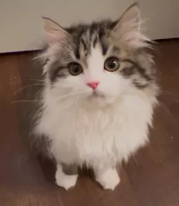 🐾✨ Prachtige lieve kitten zoekt een gouden mandje ✨🐾 - afbeelding 2