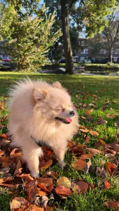 Wij zoeken een nieuw, liefdevol thuis voor onze lieve Snowy - afbeelding 4