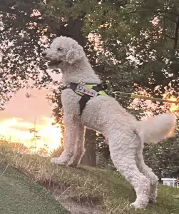 Nieuw huisje guus - afbeelding 3