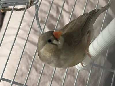 Zebravink Poppetjes - afbeelding 3