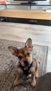 Franse Bulldog te koop verkopen Maastricht Nederland - 5690