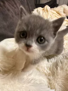 kittens, jongetje - afbeelding 5