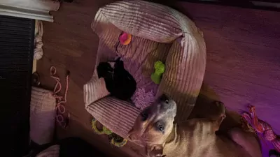 Koda zoekt een liefdevol  thuis! - afbeelding 4