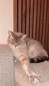 Britse korthaar Coco - afbeelding 2