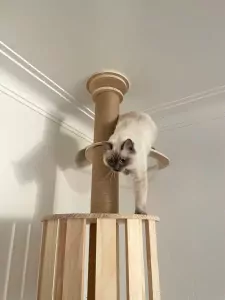 Ragdoll te koop verkopen Zwijndrecht Belgie - 4817