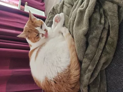 Simba zoekt lieve baasje - afbeelding 2