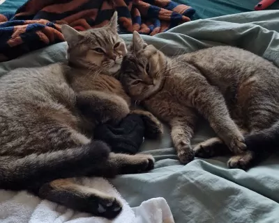 Bijzonder duo: Britse Korthaar Black Golden Tabby - afbeelding 6