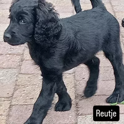 Labradoodle te koop verkopen Groningen Nederland - 5362
