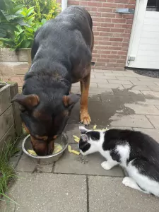 Nieuw huisje voor lieve faya - afbeelding 4