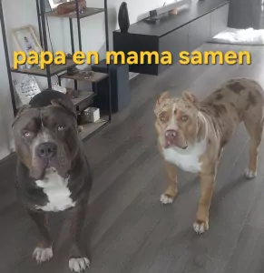 American Bully XL - afbeelding 5